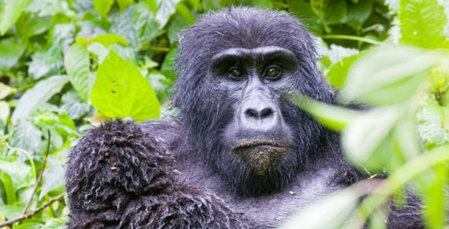 Why do you need to book a gorilla safari early in Virunga national park?